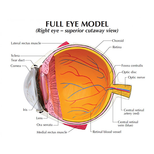 ET-full-eye-model.jpg